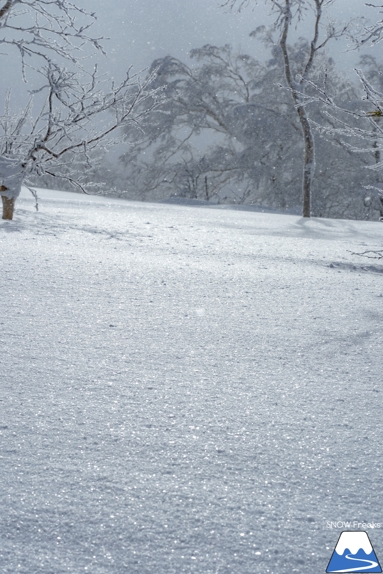 キロロリゾート｜寒さも、雪質も、最上級。キロロが誇る世界屈指のパウダースノーを楽しみましょう♪